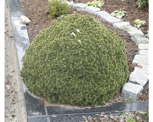 Kulatý jehličnan v zahradě