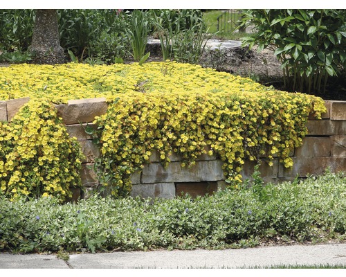 Žluté květy pokrývají kamennou zeď v zahradě.