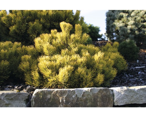 Žlutá trpasličí borovice v zahradním záhonu