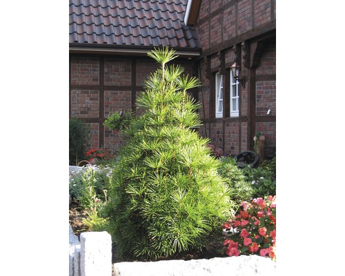 Pajehličník přeslenatý FloraSelf Sciadopitys verticillata 20-30 cm květináč 3 l Japonská deštníková borovice v zahradním záhonu před cihlovým domem.