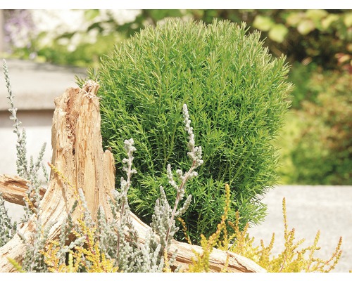 Kulovitý keř v zahradě