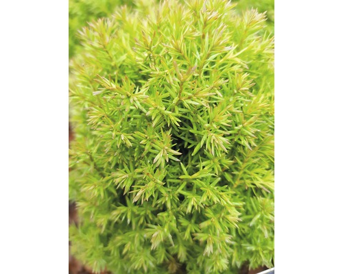 Na obrázku je detailní záběr cypřišku.