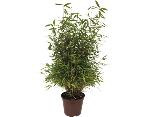 Bambus FloraSelf Fargesia murielae 'Neue Generation' 60-80 cm květináč 7,5 l Bambus v květináči