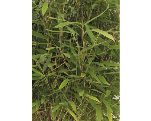 Bambusová rostlina se zelenými listy