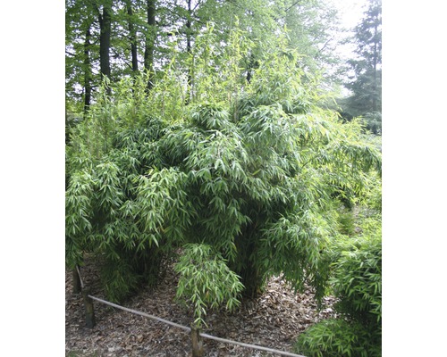 Bambusová rostlina v zahradě