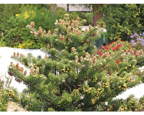 Jedle korejská kompaktní FloraSelf Abies koreana 'Molli' 25-30 cm květináč 4 l Detailní záběr korejské jedle s šiškami a jehlicemi na zahradě.