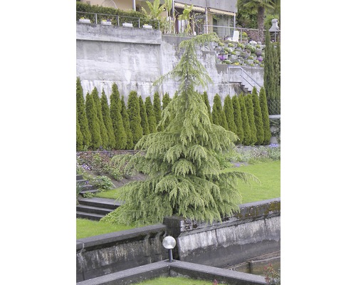 Modrý cedr atlaský strom v zahradě