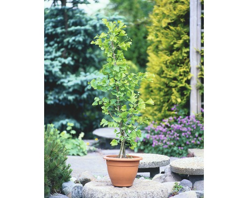 Jinan dvoulaločný FloraSelf Ginkgo biloba výška 60-80 cm květináč 4 l