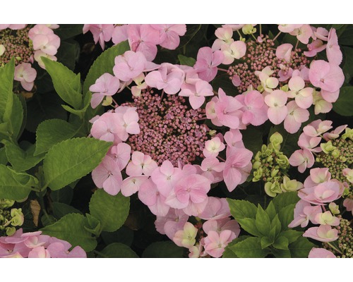 Hortenzie velkolistá růžová FloraSelf Hydrangea macrophylla výška 30-40 cm květináč 5 l