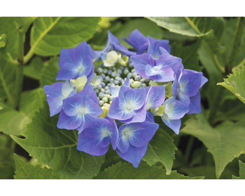 Hortenzie velkolistá modrá FloraSelf Hydrangea macrophylla výška 30-40 cm květináč 5 l