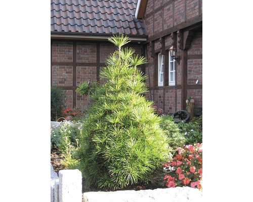 Japonská deštníková borovice v zahradním záhonu před domem