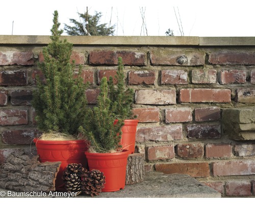 Tři smrky v květináčích před cihlovou zdí.