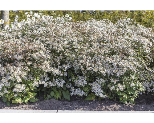 Astra, hvězdnice rozkladitá FloraSelf Aster divaricatus výška 5-20 cm květináč 0,5 l bílá Astra, hvězdnice rozkladitá FloraSelf Aster divaricatus výška 5-20 cm květináč 0,5 l bílá