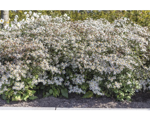 Hvězdnice rozkladitá FloraSelf Aster divaricatus 5-40 cm květináč 0,5 l