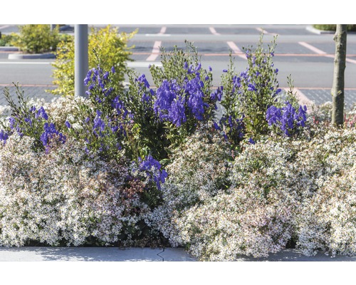 Květinový záhon s bílou a modrou výsadbou