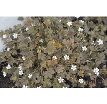Kakost FloraSelf Geranium sessiliflorum 'Sanne' 5-20 cm květináč 0,5 l