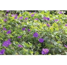 Kakost FloraSelf Geranium sanguineum'Tiny Monster' květináč 0,5 l