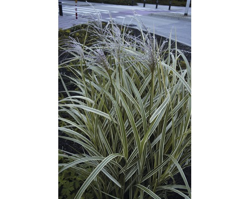 Ozdobnice čínská s bílými proužky FloraSelf Miscanthus sinensis 'Variegatus' 10-80 cm květináč 3 l