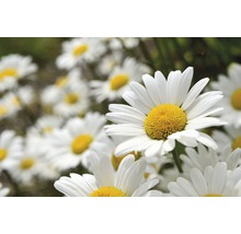 Kopretina velkokvětá FloraSelf Leucanthemum maximum 'Brodway' 5-20 cm květináč 0,5 l