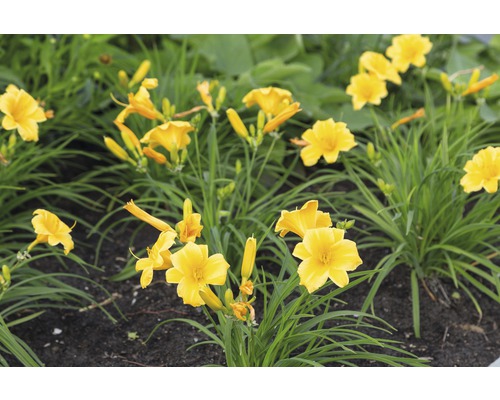 Denivka FloraSelf Hemerocallis-kultivar 'Stella d' Oro' 5-20 cm květináč 0,5 l Žluté denivky na zahradním záhoně