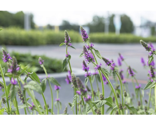 Čistec, bukvice lékařská FloraSelf Stachys officinalis 'Hummelo' (syn. Stachys monnieri 'Hummelo') 5-50 cm květináč 0,5 l