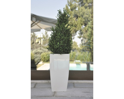 Zimostráz v květináči pro venkovní použití