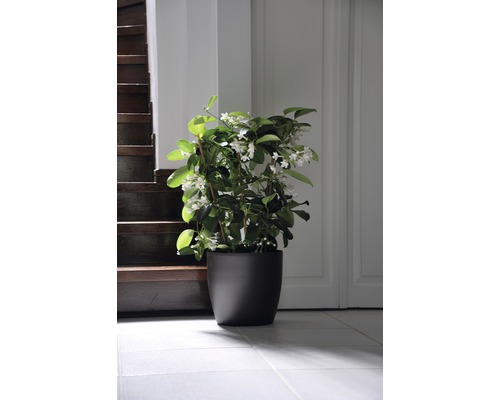 Vonný jasmín v květináči vedle schodiště a dveří