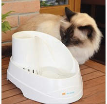Bílá fontána na pití pro kočky se siamskou kočkou