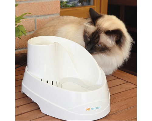 Bílá fontána na pití pro kočky se siamskou kočkou