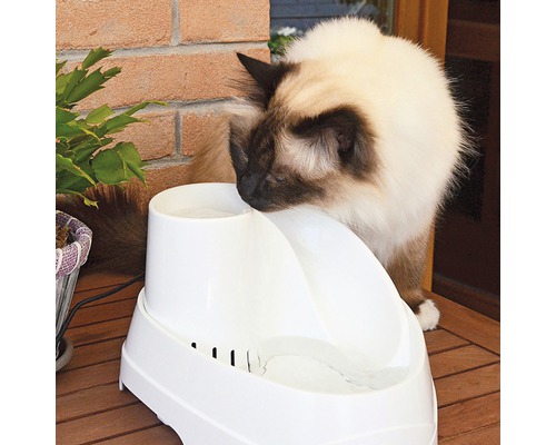 Kočka pije z bílé fontány pro kočky