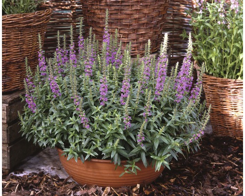 Kyprej vrbice FloraSelf Lythrum salicaria 10-30 cm květináč 3 l