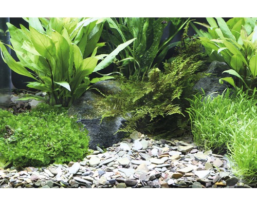Akvárium s rostlinami, kameny a štěrkem