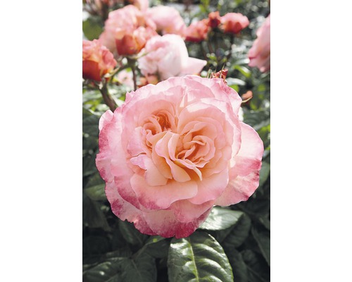 Detail světlé růže v zahradě