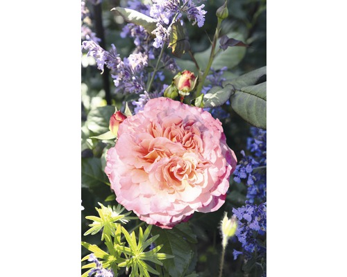 Růže Tantau Rosa x hybrid 'Augusta Luise' s balem
