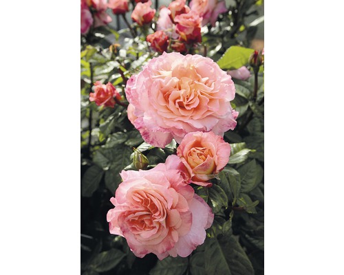 Detail kvetoucí růže na zahradě