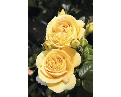 Růže Tantau Rosa x hybrid 'Candlelight' s balem