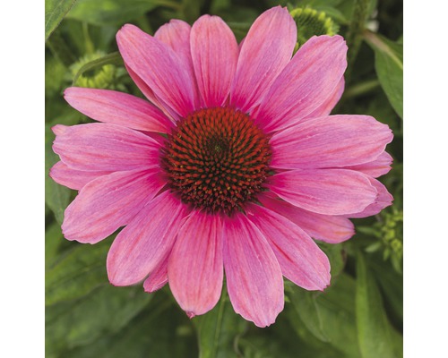Detailní záběr růžové květiny echinacea