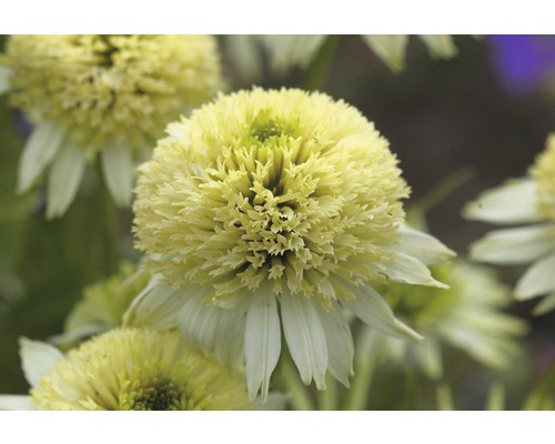 Detailní záběr jediného květu Echinacea