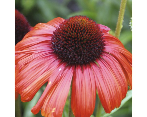 Detailní záběr jednoho květu Echinacea na zahradě.