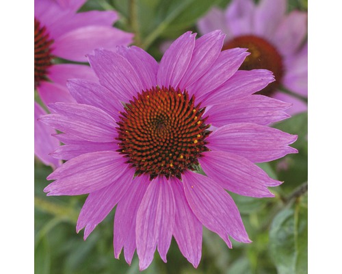 Detailní pohled na kvetoucí rostlinu Echinacea