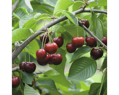 Třešeň chrupka BIO pozdní FloraSelf Bio Prunus avium 'Schneiderova' 120-150 cm květináč 7,5 l