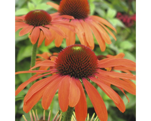 Detailní záběr několika květů Echinacea na zahradě