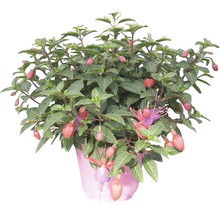 Fuchsie FloraSelf Fuchsia kultivar květináč Ø 14 cm 1 ks, různé druhy