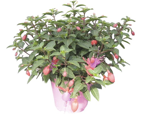 Fuchsie v květináči