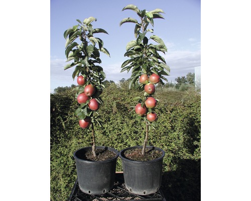 Jabloň sloupovitá BIO FloraSelf Bio Malus domestica 'Summertime'® 120-150 cm květináč 7,5 l 1 ks