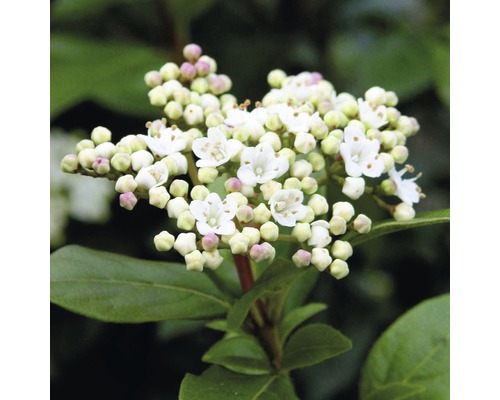 Květenství vonné sněhové koule s bílými květy a zelenými listy