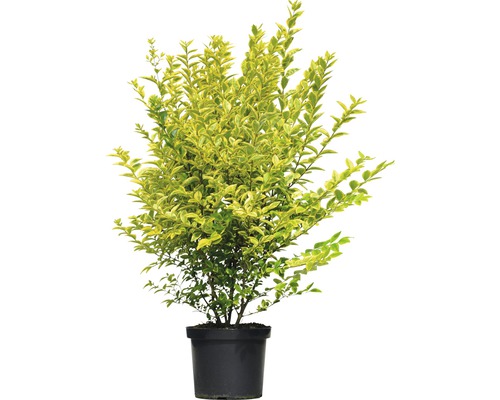 Ptačí zob zlatý FloraSelf Ligustrum ovalifolium 'Aureum' výška 60-80 cm květináč 10 l keříkový a kompaktní