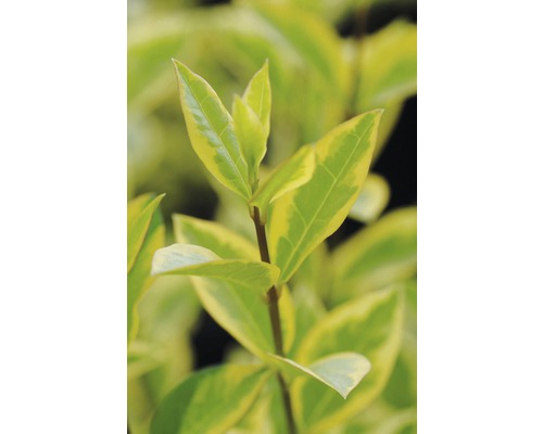 Listy živého plotu