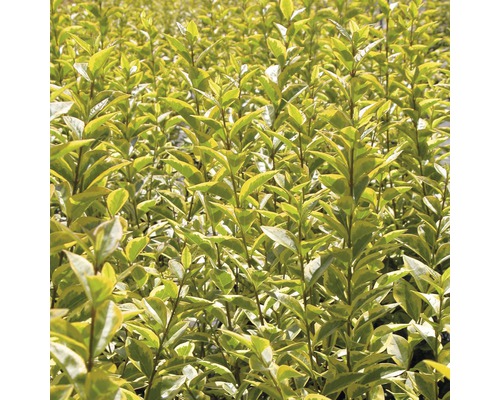 Detailní pohled na živý plot s malými listy