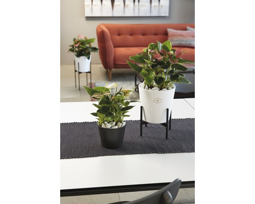 Dekorativní pokojové rostliny v květináčích na stole v obývacím pokoji